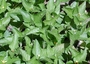 Asteraceae - Calyptocarpus vialis 