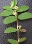Euphorbiaceae - Euphorbia hypericifolia 
