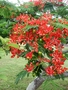Fabaceae - Delonix regia 