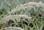 Poaceae - Digitaria insularis 