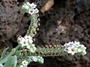 Heliotropiaceae - Heliotropium curassavicum 
