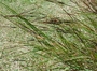 Poaceae - Heteropogon contortus 