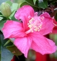 Malvaceae - Hibiscus clayi 