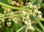 Euphorbiaceae - Macaranga tanarius 
