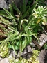 Nephrolepidaceae - Nephrolepis cordifolia 