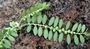 Phyllanthaceae - Phyllanthus debilis 