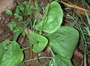 Plantaginaceae - Plantago major 