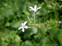 Plumbaginaceae - Plumbago zeylanica 