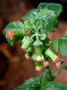 Asteraceae - Crassocephalum crepidioides 