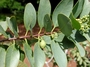 Santalaceae - Santalum ellipticum 