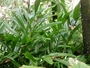 Zingiberaceae - Alpinia zerumbet 