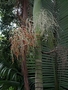 Arecaceae - Archontophoenix alexandrae 