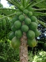 Caricaceae - Carica papaya 