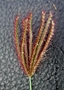 Poaceae - Chloris barbata 