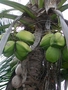 Arecaceae - Cocos nucifera 