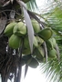 Arecaceae - Cocos nucifera 