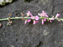 Fabaceae - Desmodium incanum 
