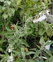 Lamiaceae - Haplostachys haplostachya 