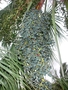 Arecaceae - Livistona chinensis 