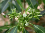 Apocynaceae - Rauvolfia sandwicensis 