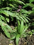 Orchidaceae - Spathoglottis plicata 