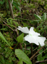 Acanthaceae - Thunbergia fragrans 