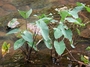 Araceae - Colocasia esculenta 