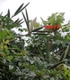 Bignoniaceae - Spathodea campanulata 