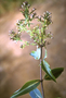 Asteraceae - Dubautia latifolia 