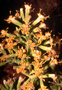 Asteraceae - Dubautia latifolia 