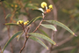 Fabaceae - Acacia koaia (koahoa)