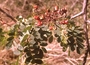 Fabaceae - Mezoneuron kavaiense 