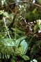 Orchidaceae - Liparis hawaiensis 