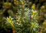 Primulaceae - Lysimachia remyi 