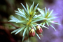 Primulaceae - Lysimachia remyi 
