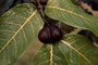 Sapindaceae - Alectryon macrococcus 