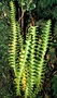 Polypodiaceae - Adenophorus periens 