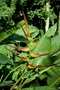 Heliconiaceae - Heliconia latispatha 