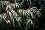 Anacardiaceae - Mangifera indica 