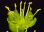 Caryophyllaceae - Schiedea globosa 
