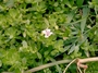 Plantaginaceae - Bacopa monnieri 