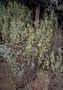 Amaranthaceae - Chenopodium oahuense 