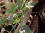 Cucurbitaceae - Cucumis dipsaceus 