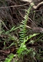 Aspleniaceae - Asplenium dielerectum 