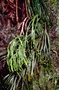 Psilotaceae - Psilotum complanatum 