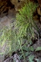 Psilotaceae - Psilotum nudum 