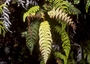 Blechnaceae - Sadleria squarrosa 