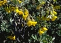 Fabaceae - Sophora chrysophylla 