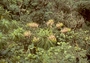 Campanulaceae - Trematolobelia macrostachys 
