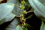 Urticaceae - Neraudia melastomifolia 
